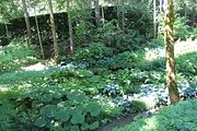 44 - Butchard Gardens  - IMG_1635